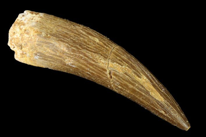 Fossil Plesiosaur (Zarafasaura) Tooth - Morocco #166713